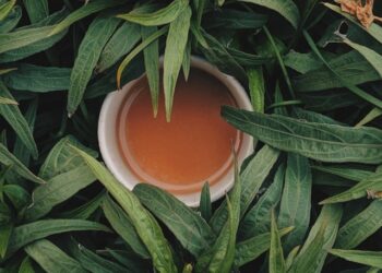 6 melhores chás para manter o bom funcionamento do cérebro