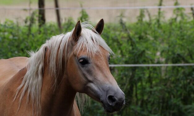 Cavalo Highlander não precisa nem de ferradura para percorrer 70 km por dia