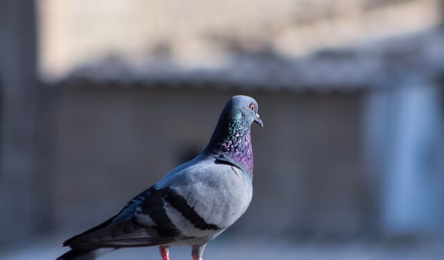 3 plantas que fazem pombos ficarem bem longe da sua casa