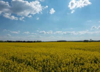Monocultura em região de SC afeta um dos ecossistemas mais raros do Brasil