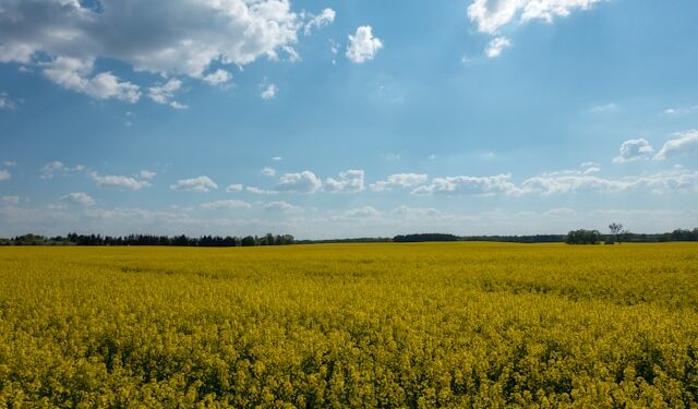 Monocultura em região de SC afeta um dos ecossistemas mais raros do Brasil