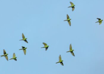 Pesquisadores indicam que aves são capazes de mudar de sexo
