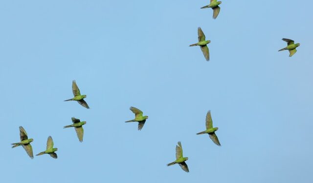 Pesquisadores indicam que aves são capazes de mudar de sexo
