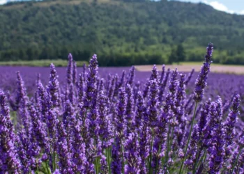 3 plantas que ajudam a purificar o ar de maneira natural