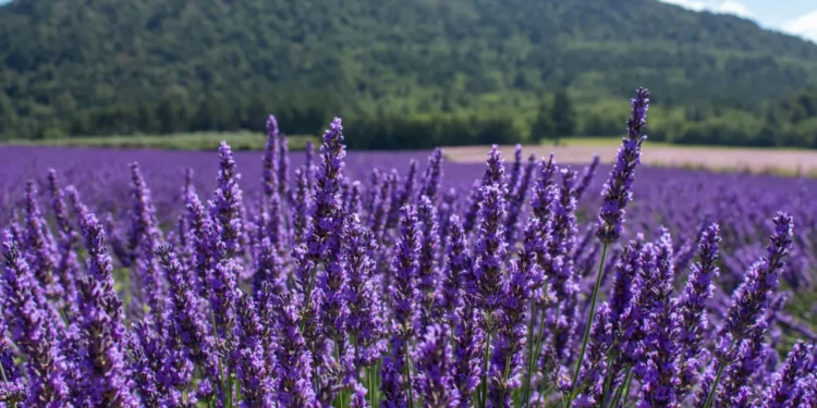 3 plantas que ajudam a purificar o ar de maneira natural
