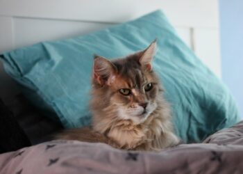 Saiba como o seu pet idoso deve ser cuidado quando atingir a melhor idade