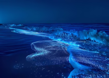 Terra vai ganhar novo oceano nos próximos anos: saiba onde será