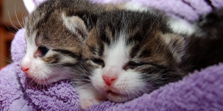 Saiba como descobrir se o seu gato está passando frio mesmo dentro de casa