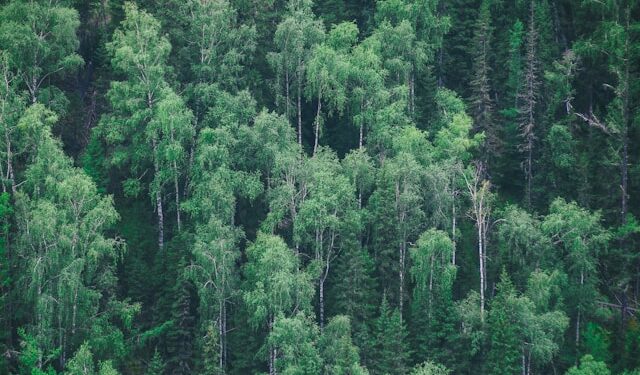 Floresta de 6 mil anos é encontrada após gelo derreter em região próxima ao Brasil
