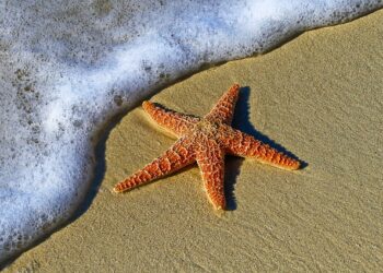 A triste notícia envolvendo o desaparecimento de 5 bilhões de estrelas-do-mar