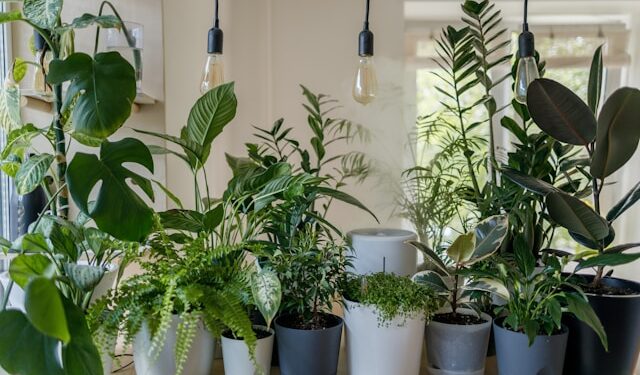 5 plantas que ajudam a melhorar a qualidade do ar dentro de casa