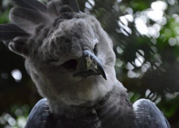 Maior águia do mundo ressurge com ninho descoberto no Pantanal