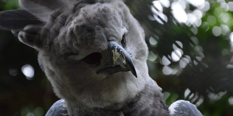 Maior águia do mundo ressurge com ninho descoberto no Pantanal