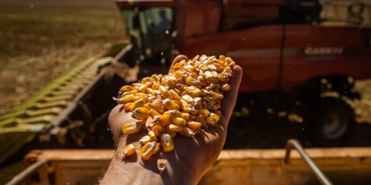 Rei do Milho ganhou fama no mundo inteiro ganhando fortuna todos os anos