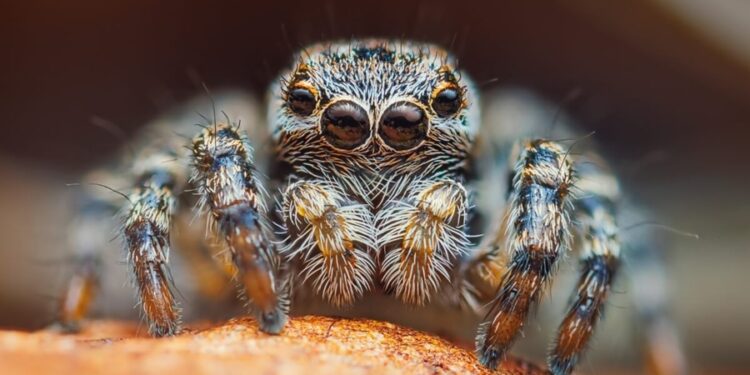 5 aranhas mais venenosas do Pantanal