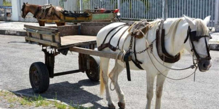 Carroças podem ser aposentadas em todo o Brasil com multa para quem usar cavalos após nova Lei