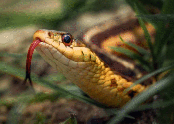 5 maiores cobras encontradas no Mato Grosso