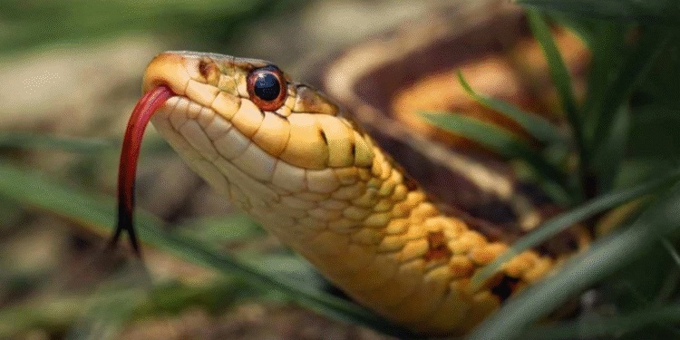 5 maiores cobras encontradas no Mato Grosso