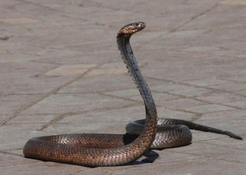 6 maiores cobras encontradas no Mato Grosso do Sul