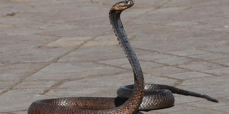 6 maiores cobras encontradas no Mato Grosso do Sul
