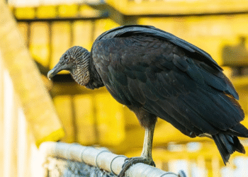 Urubus invadem apartamentos em cidade de Santa Catarina e cuidado precisa ser redobrado