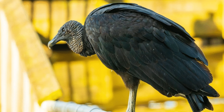 Urubus invadem apartamentos em cidade de Santa Catarina e cuidado precisa ser redobrado
