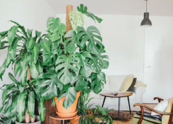 4 plantas que costumam atrair dinheiro para quem tem em casa