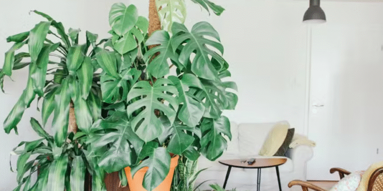 4 plantas que costumam atrair dinheiro para quem tem em casa