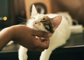 O que significa quando uma pessoa não suporta gatos, de acordo com a psicologia