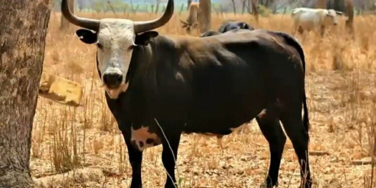 Raça africana de bois conquista o Brasil como uma potência da resistência e beleza