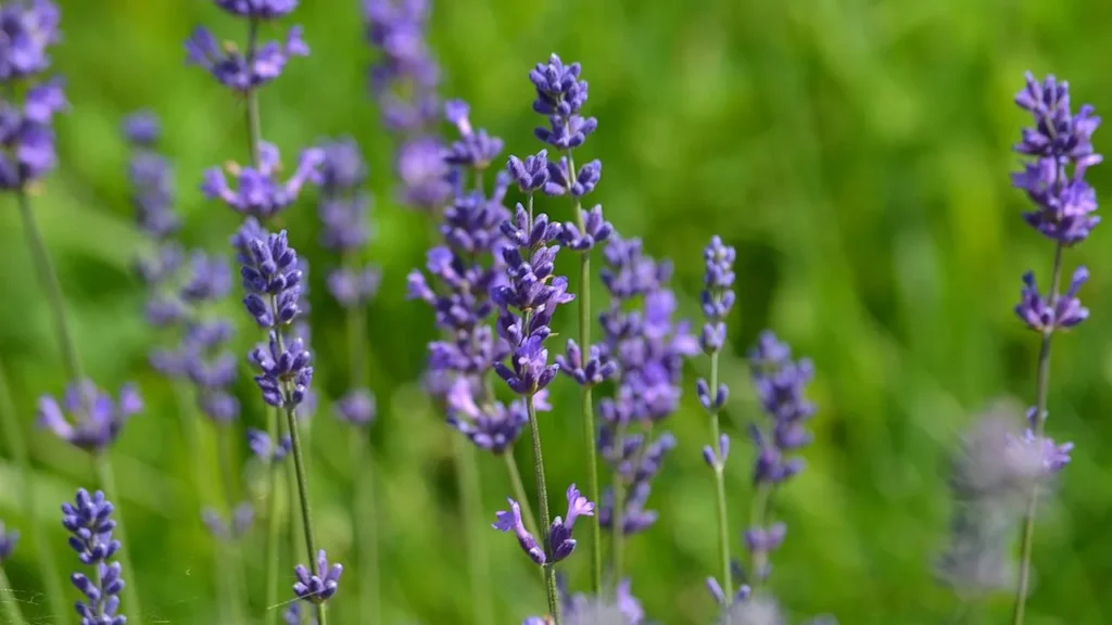 Alfazema é uma das melhores plantas para ter em casa e afastar mosquitos