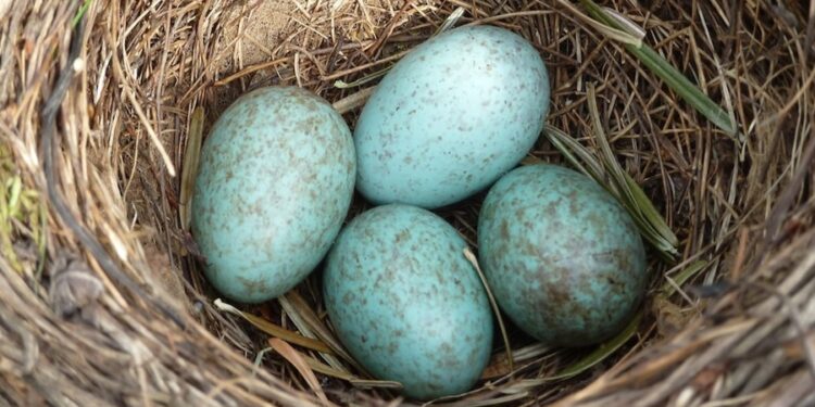 120 milhões de dólares serão investidos para trazer de volta ave extinta há 350 anos