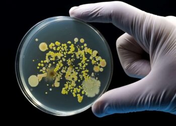 Cimento feito usando bactérias vira nova tendência da construção