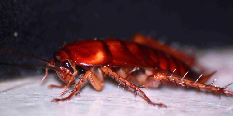Cuidado com as baratas na sua cozinha