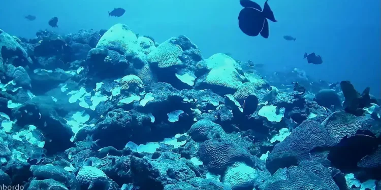 Terra vai ganhar novo oceano nos próximos anos: Veja onde ficará