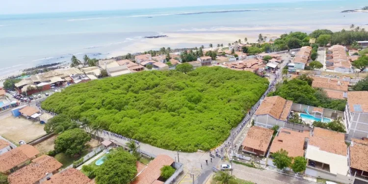 Maior cajuzeiro do mundo é tão grande que parece uma floresta
