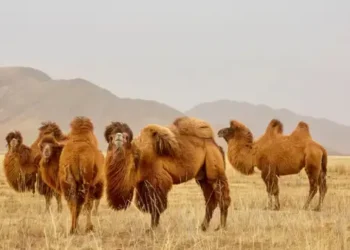 Camelo é o meio de transporte mais comum em país onde os brasileiros não são bem-vindos