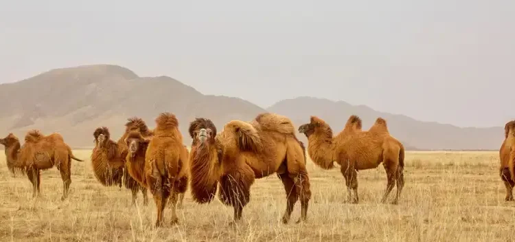 Camelo é o meio de transporte mais comum em país onde os brasileiros não são bem-vindos