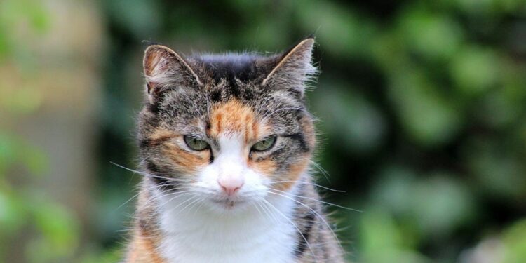 Gatos idosos se afastam dos tutores por motivo de partir o coração