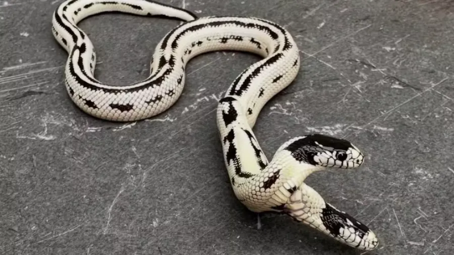 Zeke e Angel dividem o corpo, mas possuem cérebros independentes