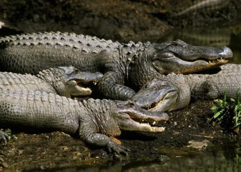 Maior fazenda de jacarés do mundo com 60 mil animais fica no Mato Grosso do Sul
