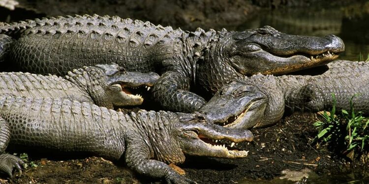 Maior fazenda de jacarés do mundo com 60 mil animais fica no Mato Grosso do Sul