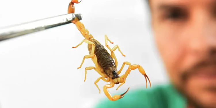 3 plantas que atraem escorpião e devem ser removidas do seu jardim