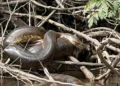 Cobra gigante recém descoberta na Amazônia pode ultrapassar 8 metros de comprimento