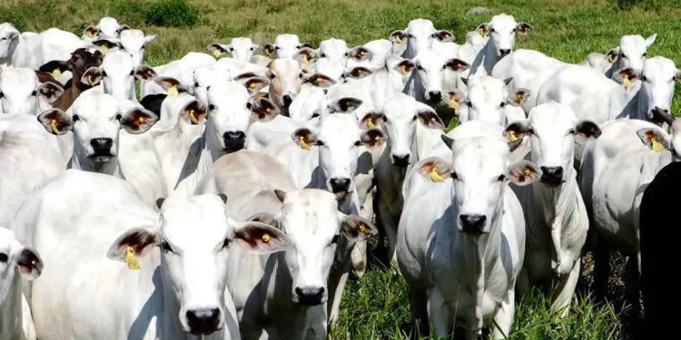 Verdadeiro Rei do Gado possui 240 mil bovinos em suas fazendas