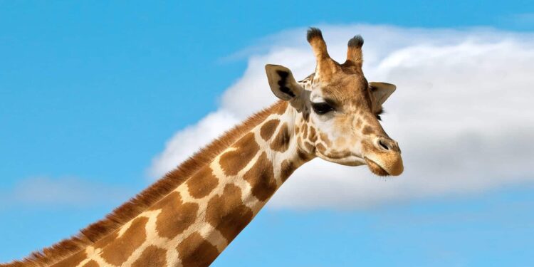 Enquanto o mundo pensava que havia apenas uma, cientistas descobrem 3 novas espécies de girafa