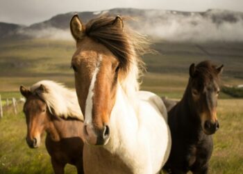 Cavalo mais resistente do mundo aguenta percorrer 70 km por dia sem ferradura
