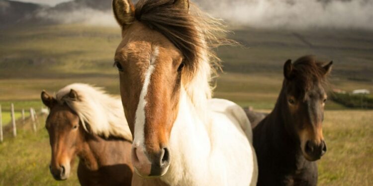 Cavalo mais resistente do mundo aguenta percorrer 70 km por dia sem ferradura