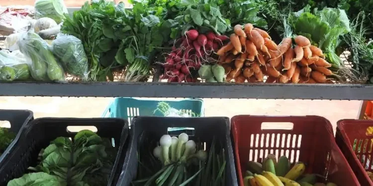 Alimento amado na África chegou chegando no Brasil e conquistou o país inteiro