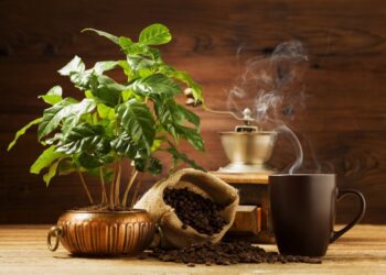 Brasil não consegue dar conta na produção de café e precisa importar cápsulas da Europa